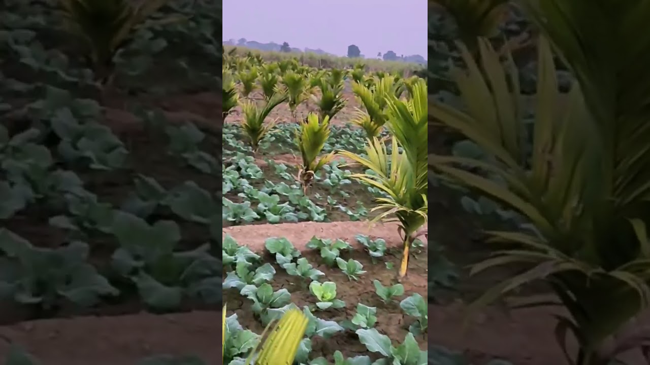 #Tamulkheti #farming #farmer #viralvideo #video #assam #ind