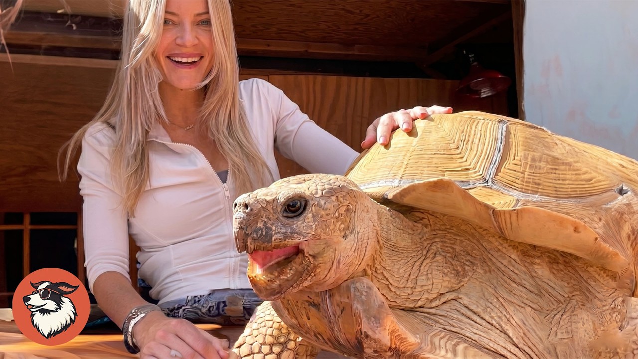 This Tiny Tortoise Grew Into A 175-Pound Bulldozer