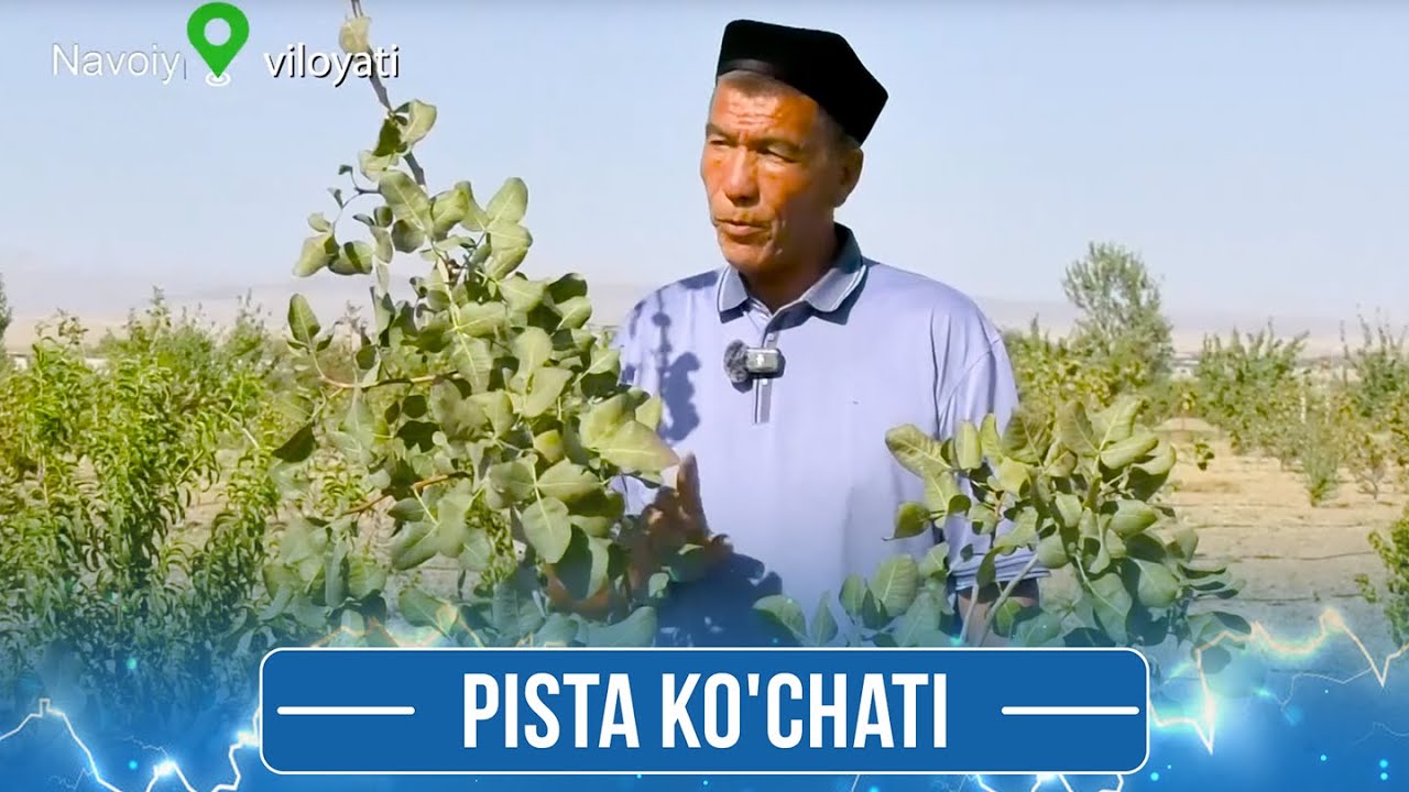Pista ko'chati I Tuproq tafti ( 25.09.2025 )