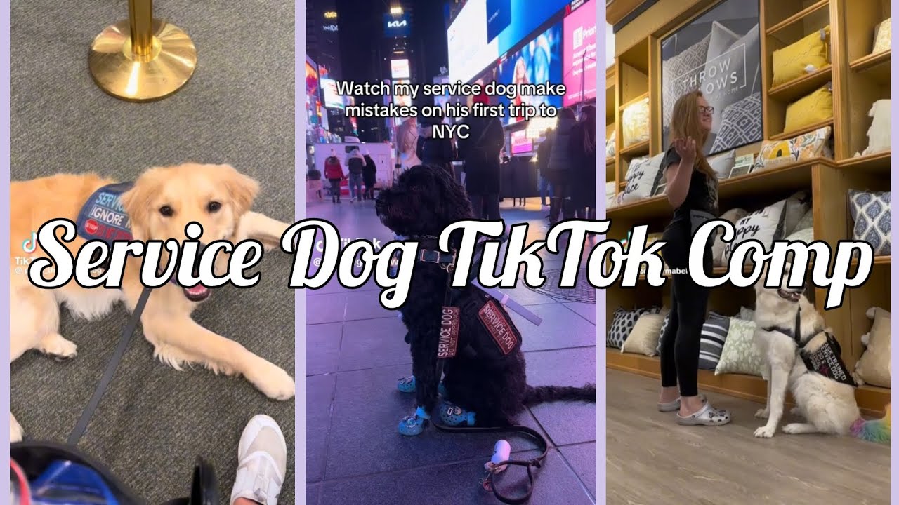 Service Dog TikTok Comp | none are mine | credits to original owners