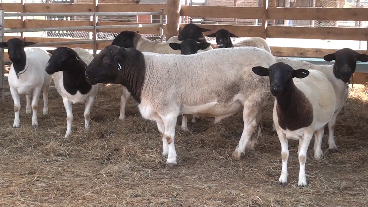 Virtudes de la raza de ovejas Dorper - Cabaña El Tacurú