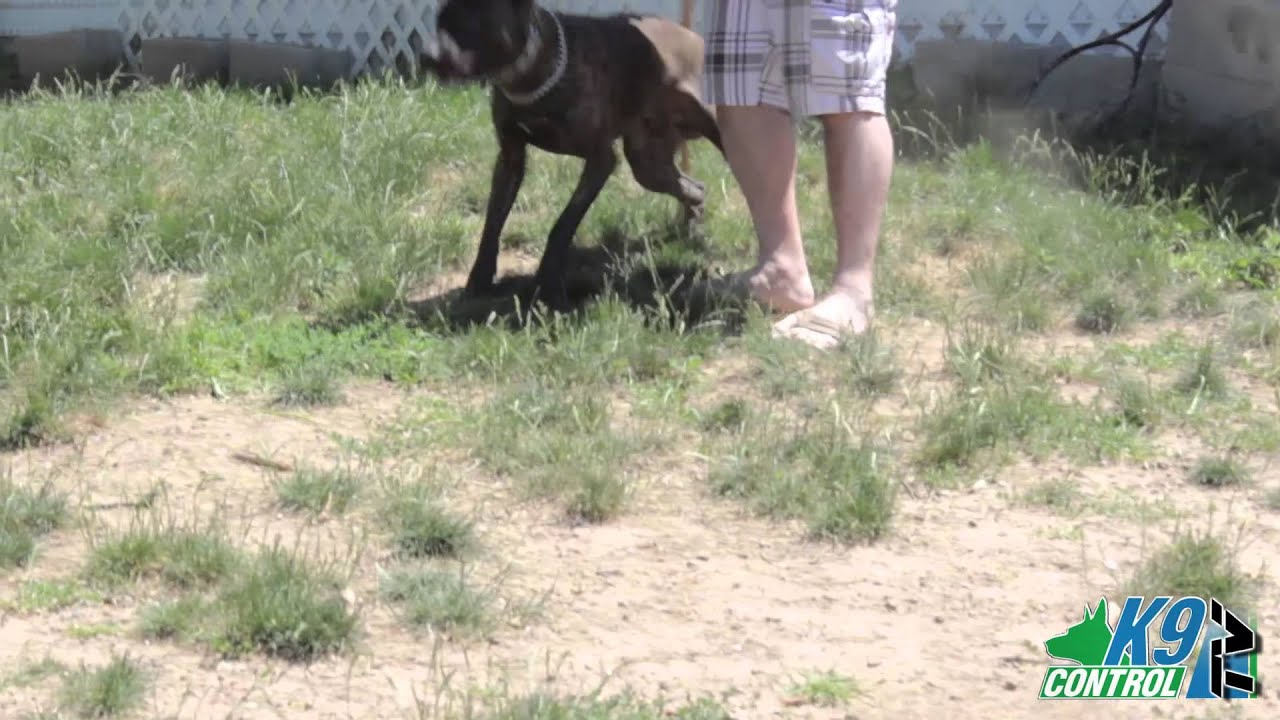 Donovan Pinscher's at N.J. dept. of corrections , k9CONTROl TV