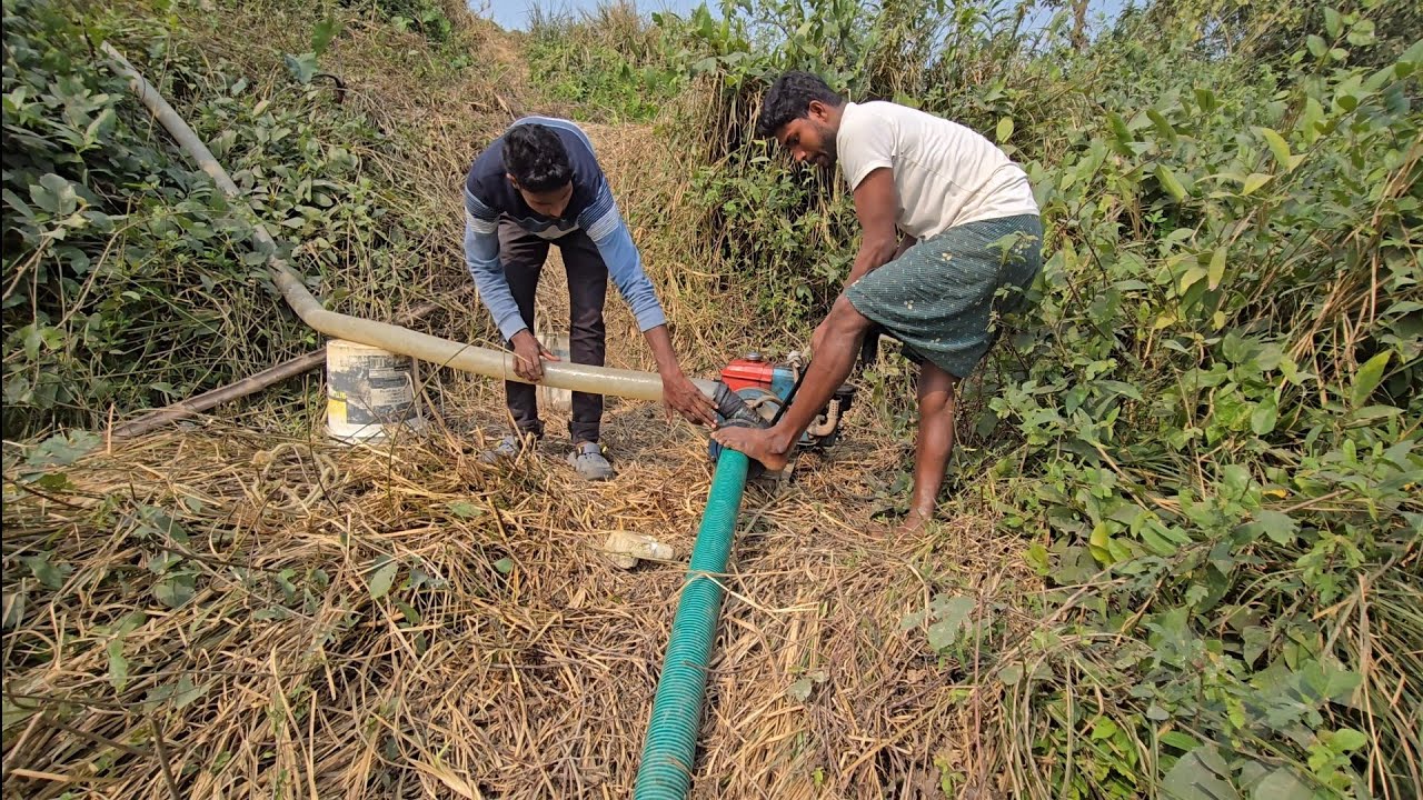 শ্যালো মেশিন দিয়ে রসুন জমিতে কিভাবে জল দিলাম। Mr Sajedar