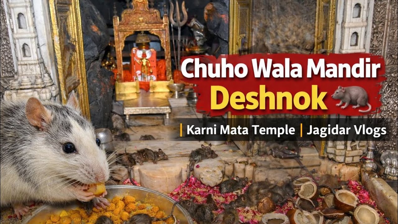 Chuho Wala Mandir Deshnok 🐀 | Karni Mata Temple | Jagidar Vlogs