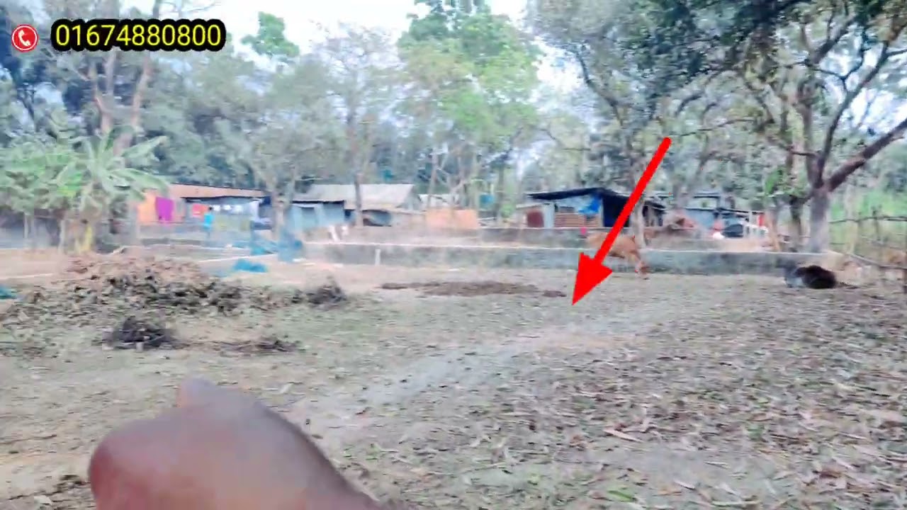 সাভারে বিরুলিয়ার আকরান মৌজায় বসত বাড়ি থেকে একদম নিষ্কন্টক চার পর্চার ৪ শতাংশ জমি বিক্রয় হবে।