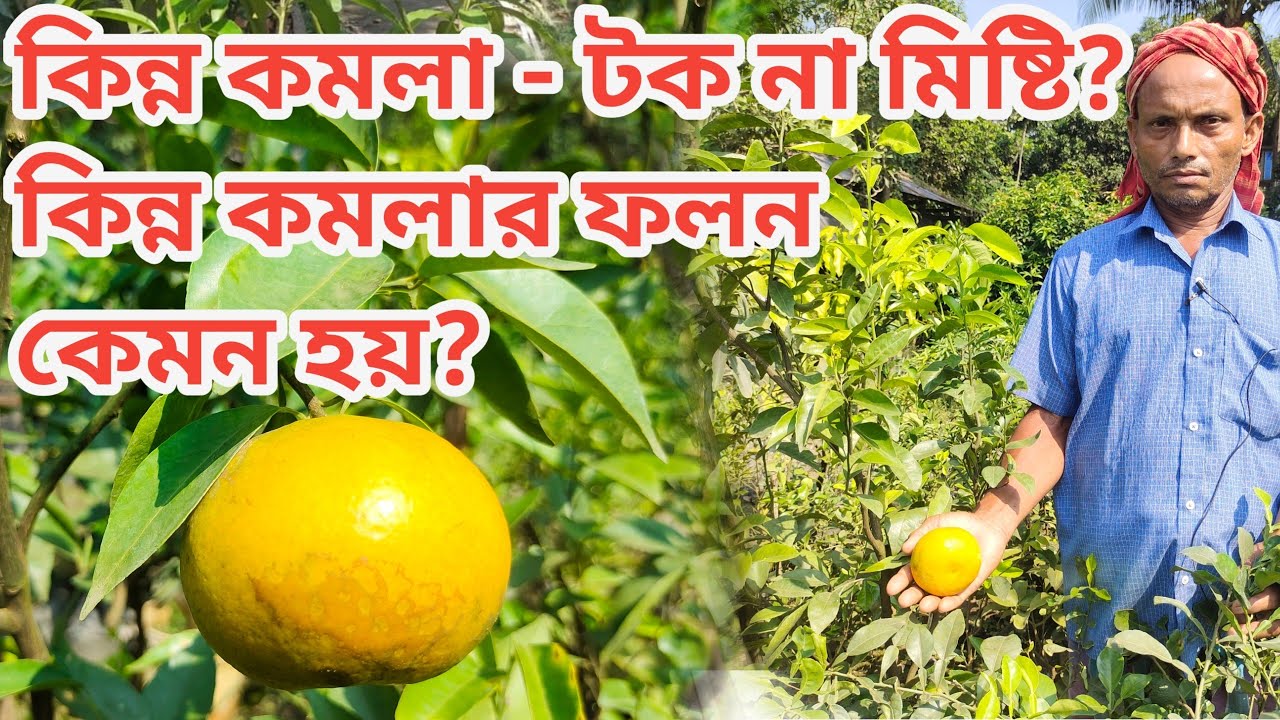 কিন্ন কমলা - টক না মিষ্টি??।। কিন্ন কমলার ফলন কেমন হয়??।। Tasting of Kinnow Orange।।