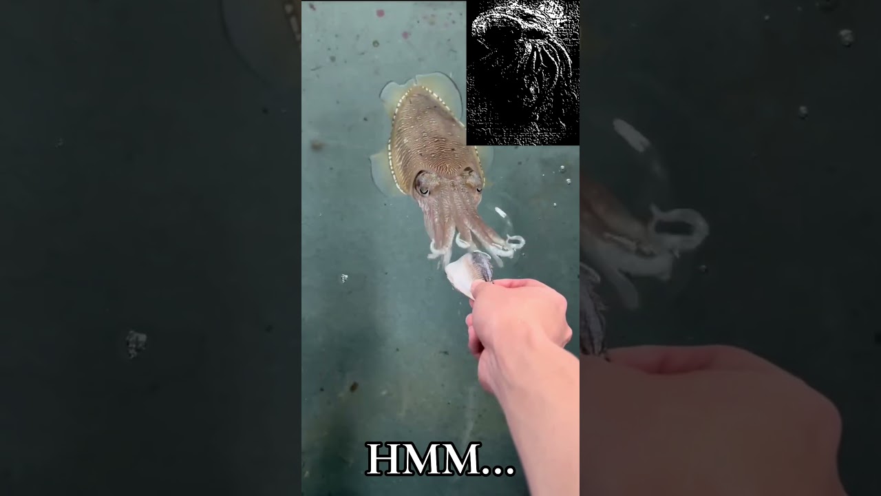 A CTHULHU DISCIPLE EXAMINES AN OFFERING TO THE DARK LORD #memes #shorts #fyp #entertainment #horror