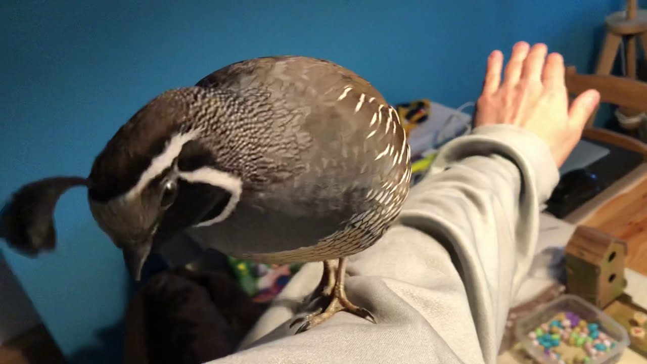 My pet California quail Alvin climbs my arm!