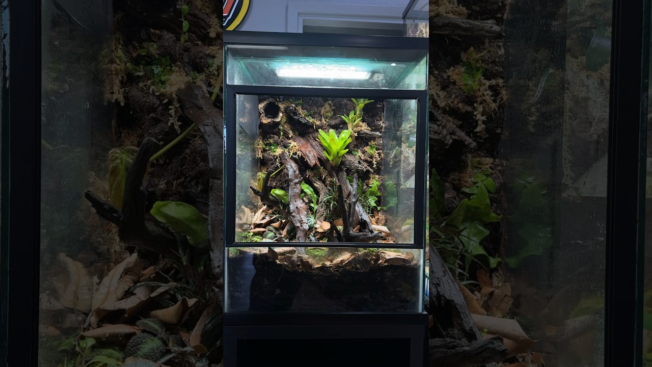How I Build a Bioactive Background 18x18x24&rdquo; #reptileshop #tucson #bioactive #vivarium #dartfrogs