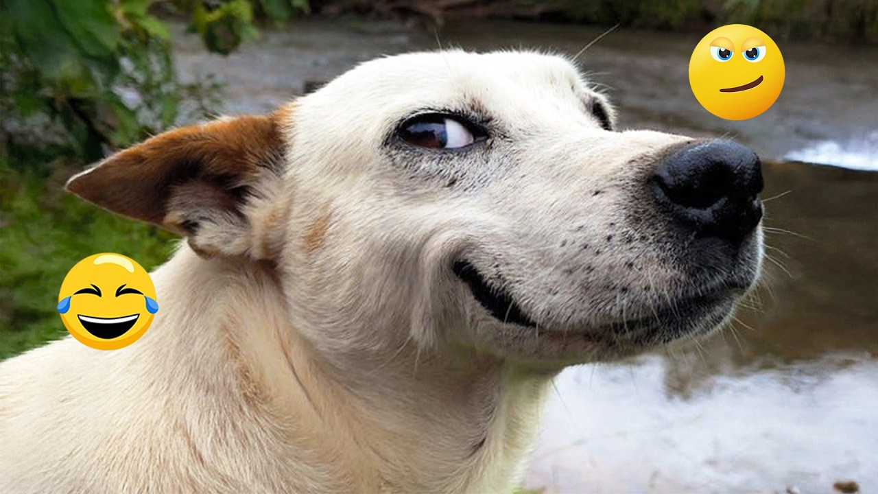 You Will Laugh Until Your Stomach Hurts 😂🐶 Funniest Dogs 2026! #2