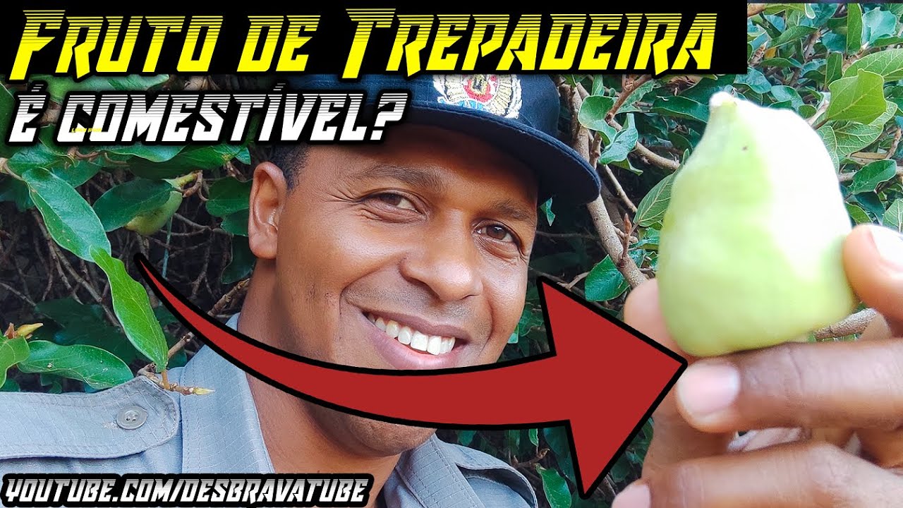 Flor de Trepadeira - Unha de Gato -  Série PANCS  ( Plantas Alimentícias Não Convencionais ) Ep.4