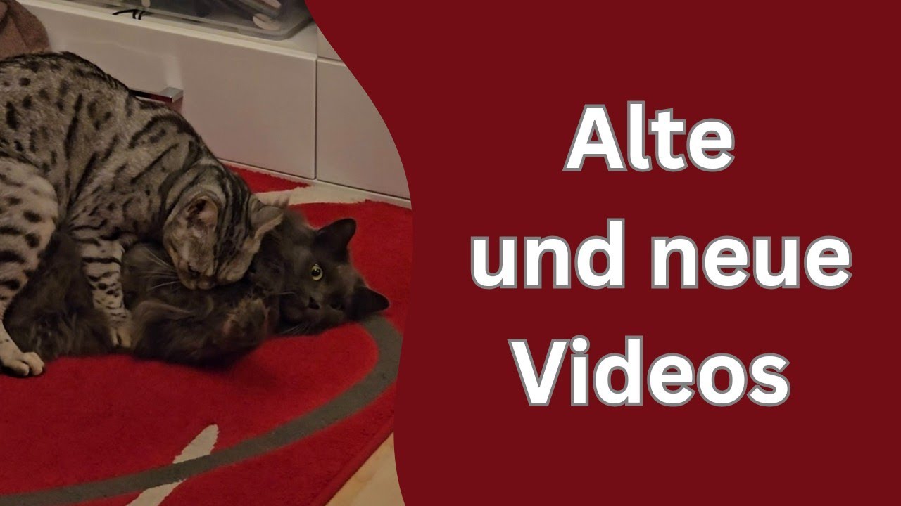ungezogene Katzen kurz vor Weihnachten