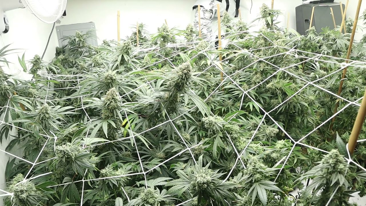 4 Gavita LED Day 45 Flower UPDATE | Gavita 1700e day 45 flower Review | Week 8 Of Flower Update: