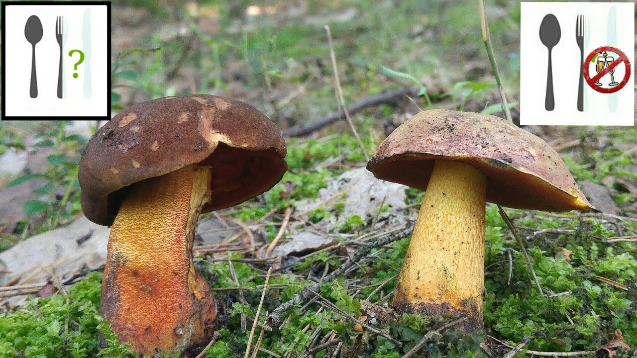 Porównanie: Borowik ceglastopory (Neoboletus luridiformis) vs Borowik ponury (Suillellus luridus)