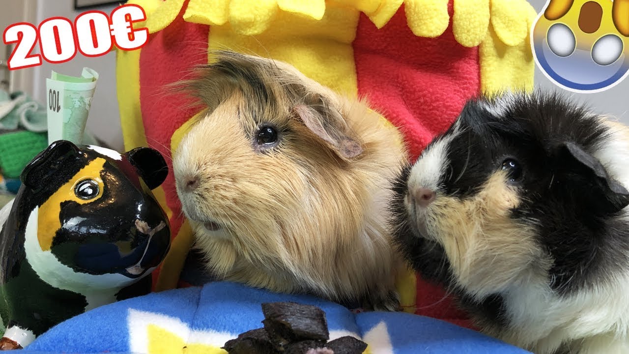 Meerschweinchen bekommen viel GELD und ein Zirkuszelt 😱 | Die Meeries