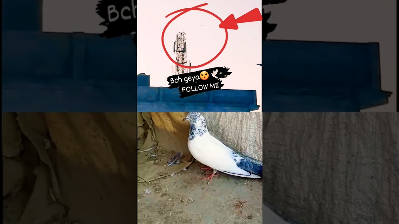 kabutar ko Falcon Ne Tower ke upar Maar Diya🕊🦅🕊😱😭#pets #pigeon #bird #kabutar #kabootar#indianpegion