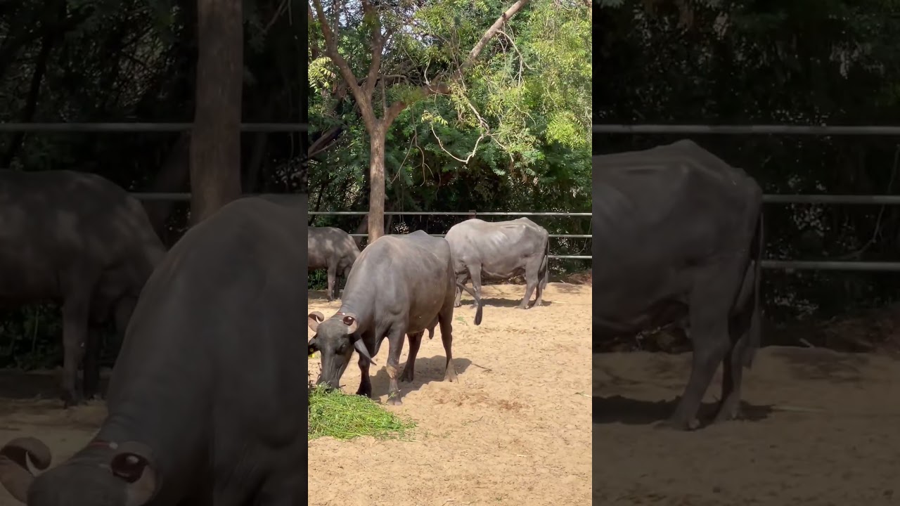 Mother dairy farm tavadiya mahesana #viral #farm #buffalo #banni #shorts #dairyfarm #farming