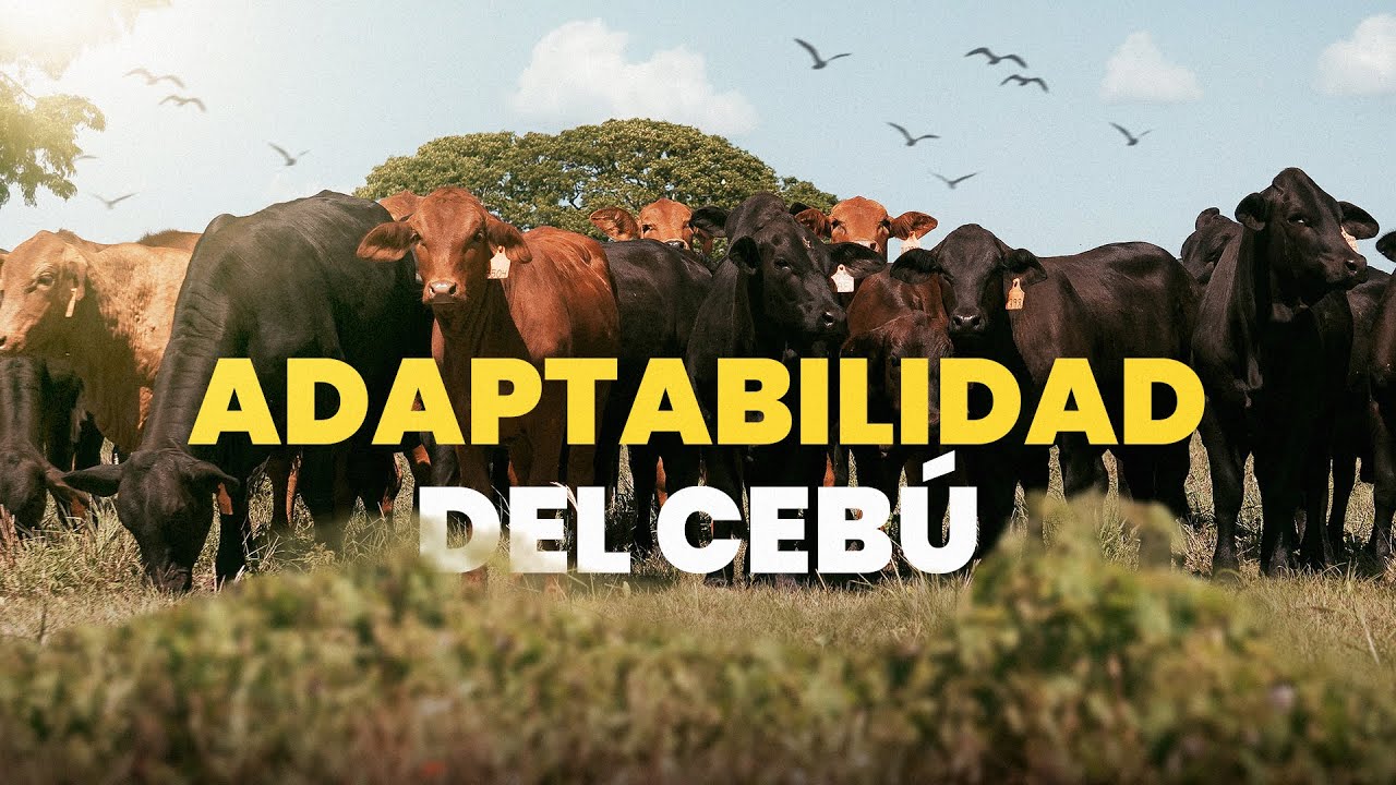 CAPITULO V - El cebú, la herramienta perfecta para la cría en condiciones extrema - GANADERIA