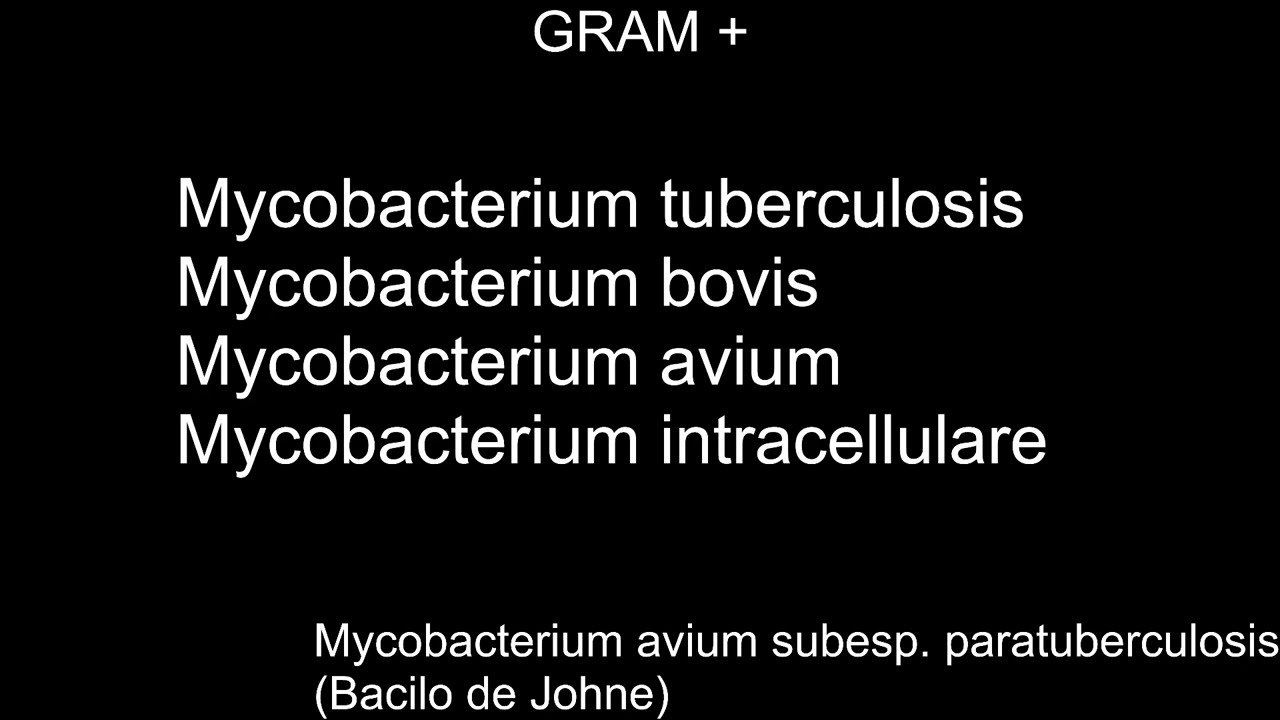 Bacteriología veterinaria, Gram +, Mycobacterium sp.