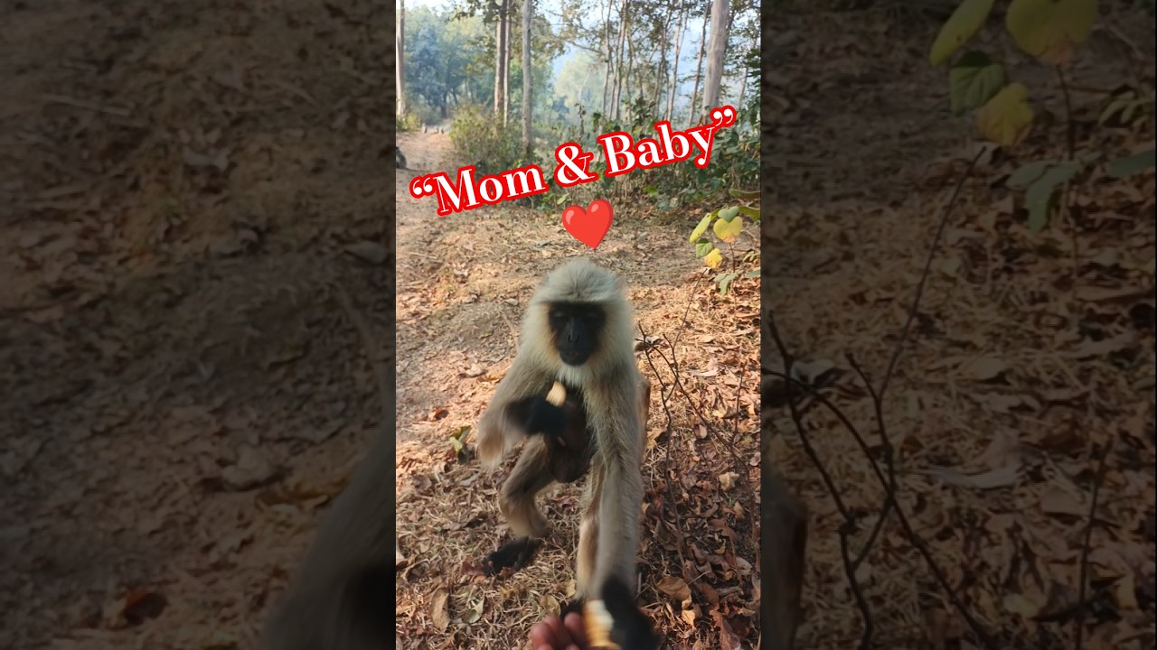 🐒❤️🍪 Baby Monkey and Mother Eating Biscuit 😍 So Cute!