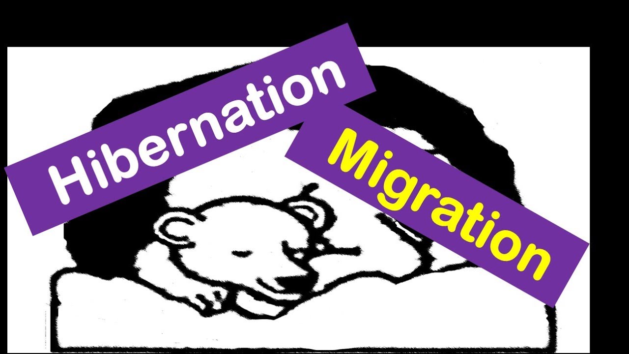 Hibernation And Migration -Animals for Kids
