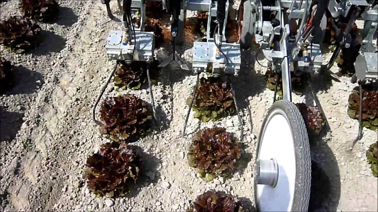 K.U.L.T. weeding machines intra row systems and inter row systems