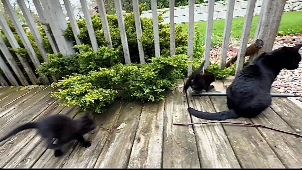 Mommy Says They’re All Running Around Like Crazy! 