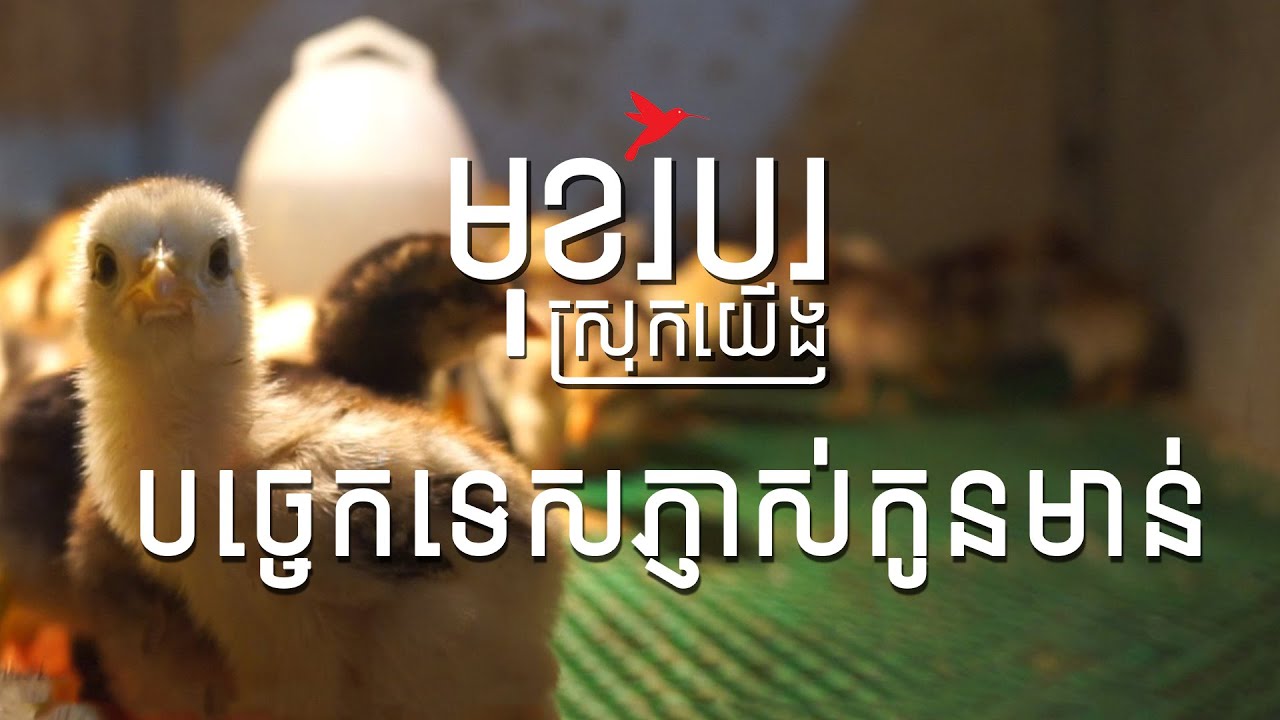 បច្ចេកទេសភ្ញាស់កូនមាន់ | ចំរើន ស្រីពៅ C.H.P ផលិតទូភ្ញាស់