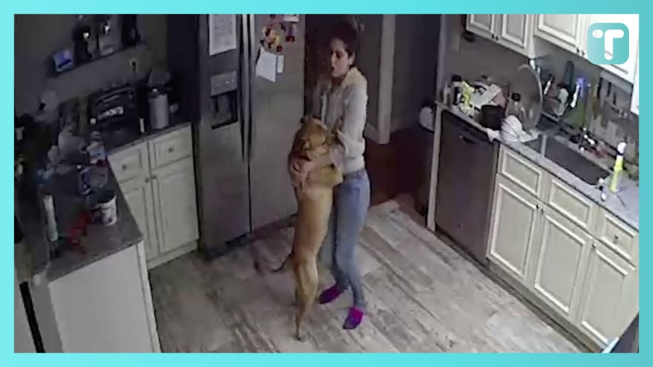 Intruder Alert Is Girlfriend Dancing With Dog In Kitchen