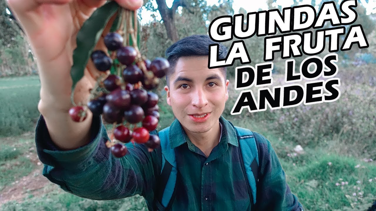 PROBANDO LAS GUINDAS 🍒 la fruta de los ANDES DEL PER&Uacute; | Anthonnii Worldwide
