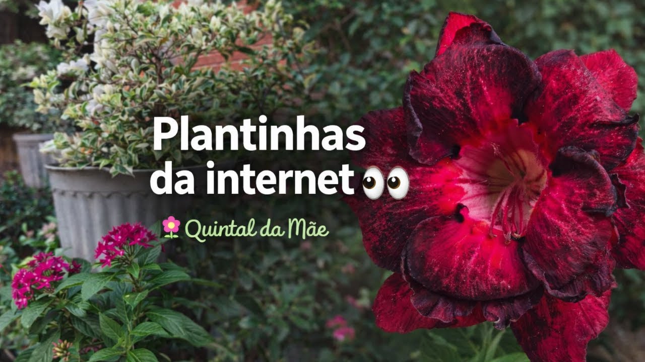 Olha só o que chegou no Quintal da Mãe 👀