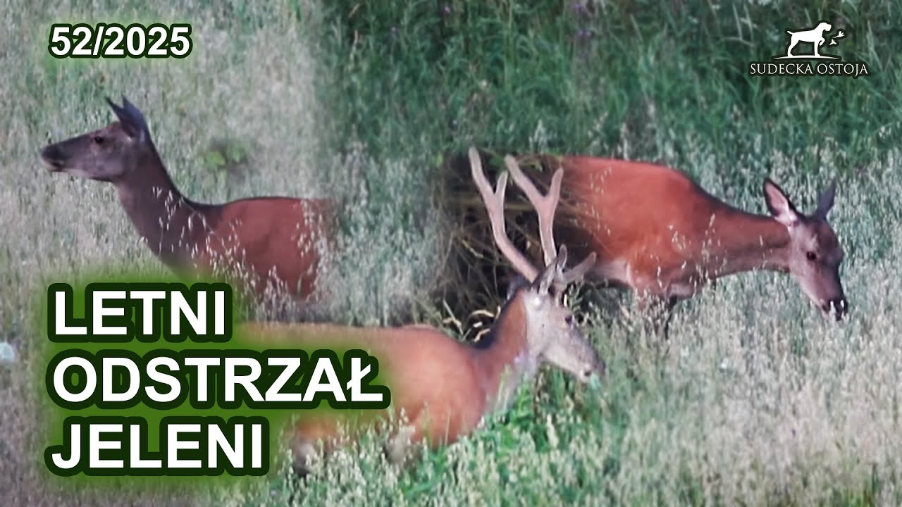 Letni odstrzał jeleni - SUDECKA OSTOJA 52/2025