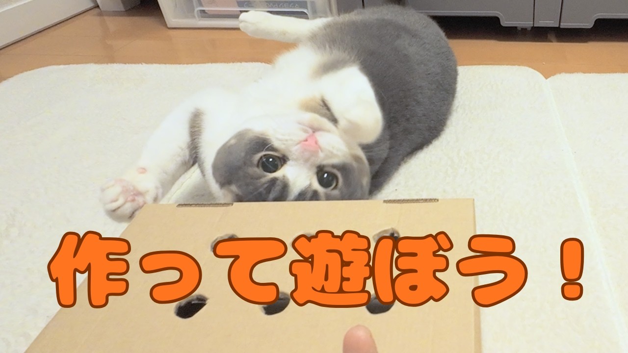 猫のこまめと、工作してみました！　12