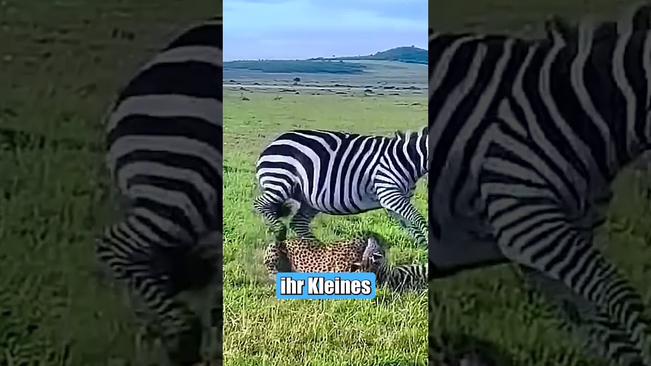 Diese Geparden griffen ein Zebra Baby an und brachten es zu Fall