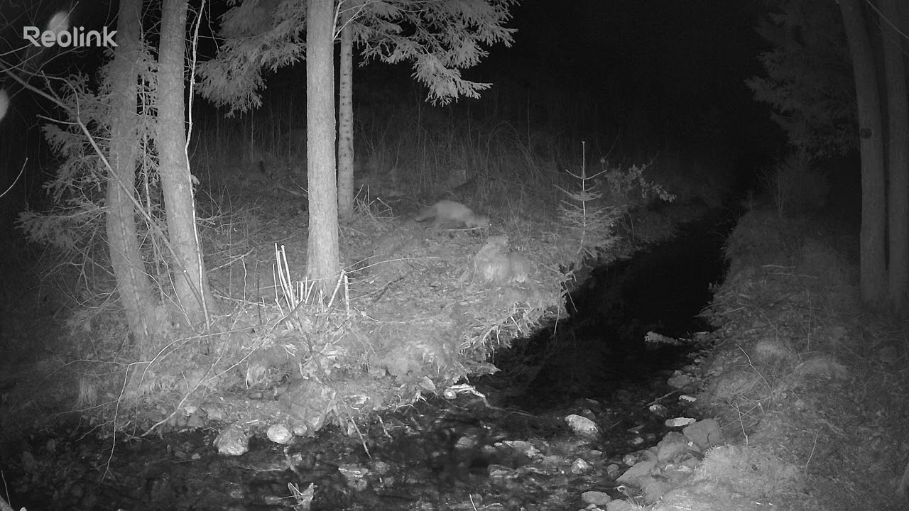 Winter night by the forest creek. A fox visits the frozen creek at night🌲🦊