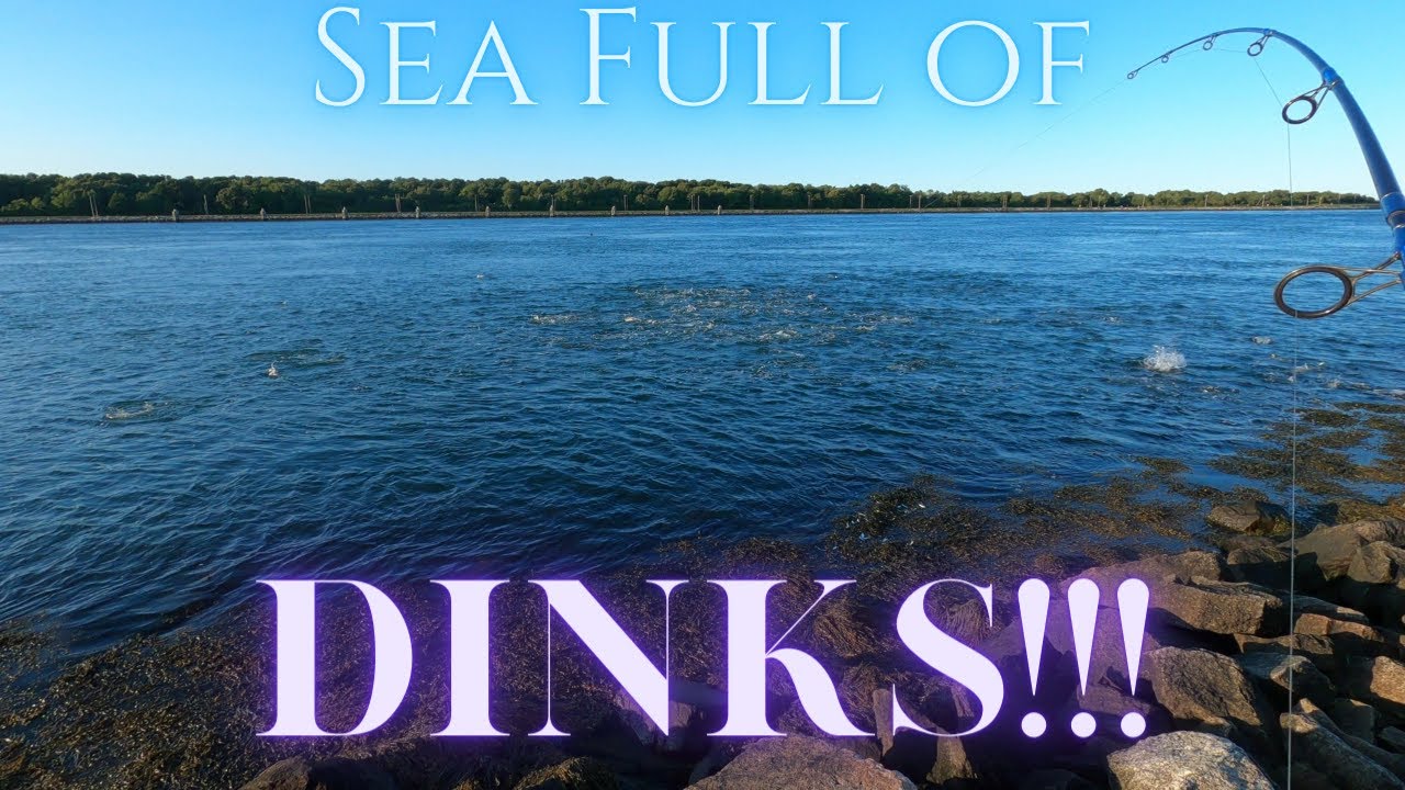 BIG FISH in a sea full of DINKS!!! (Cape Cod Canal 2022)