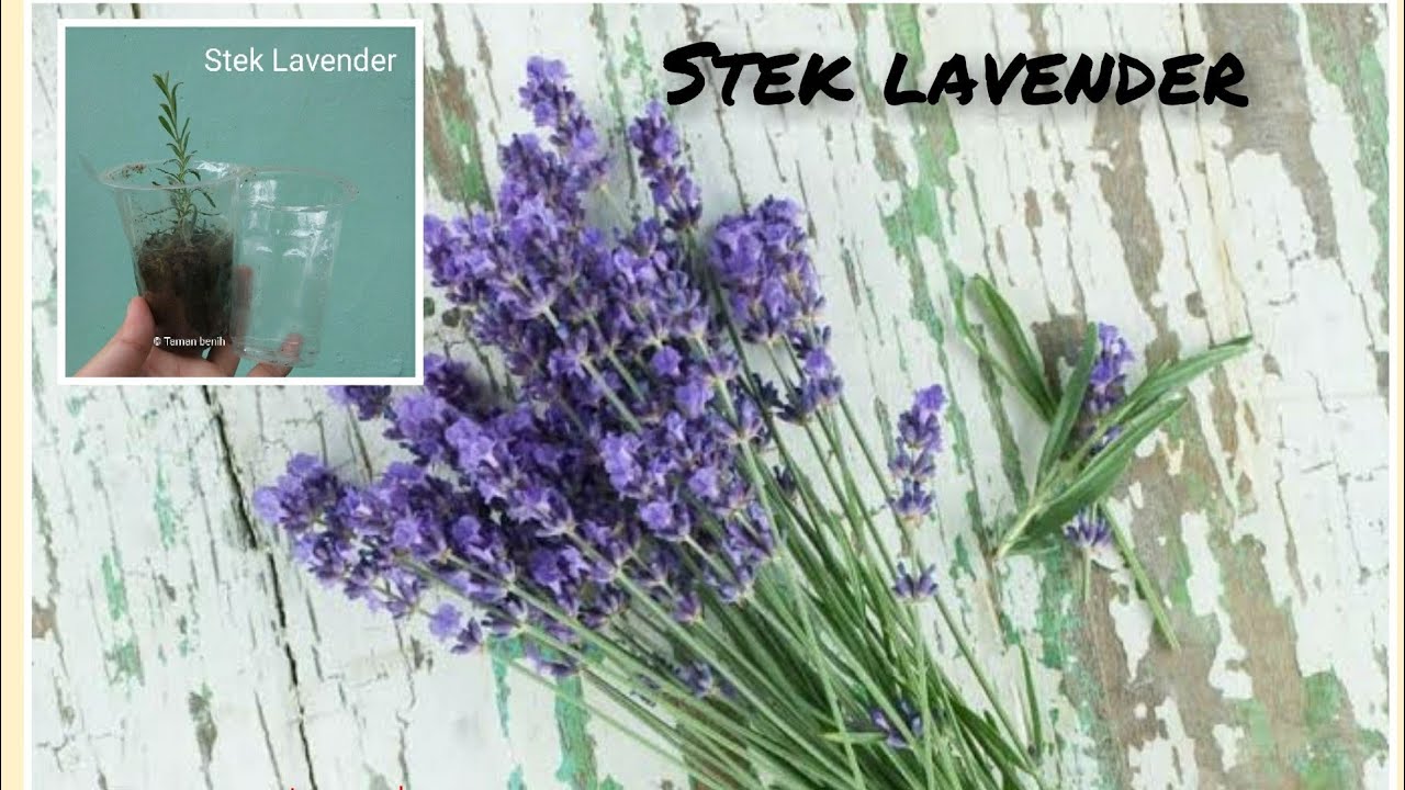 Stek Lavender | lavender cutting | tanam Lavender di dataran rendah