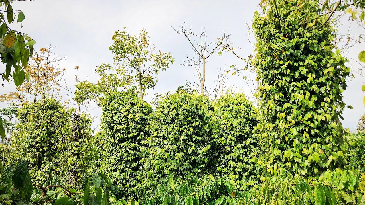 💥💥 Đã bán ||Bán 5,2 sào đất vườn, trồng 520 tiêu, 530 cà phê gần trung tâm trường chợ, giá 1tỷ250tr