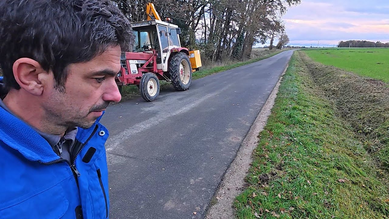 Wild boars are hitting motorists