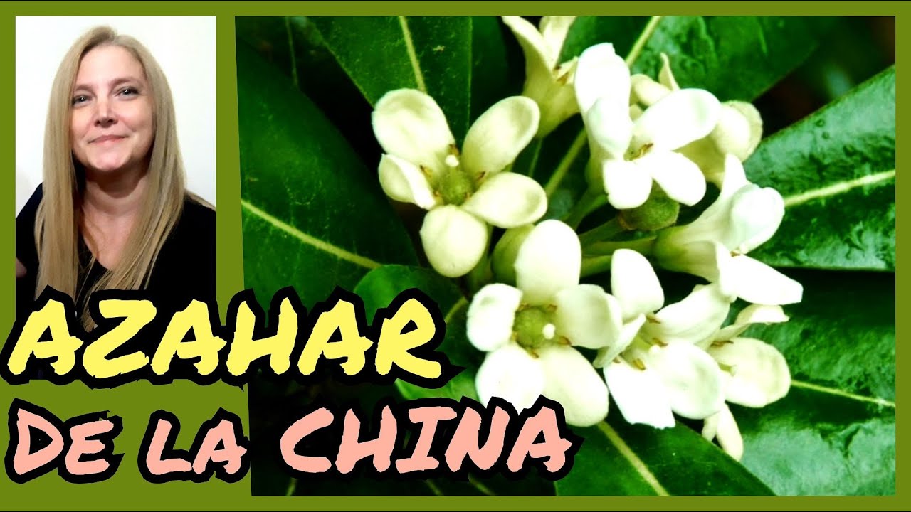 Azahar de la China / Pitosporo / Flor de Azahar  @VerónicaCampaniniPlantas​