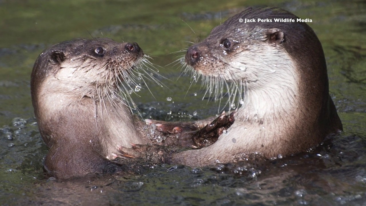 Relaxing Music to British Otters