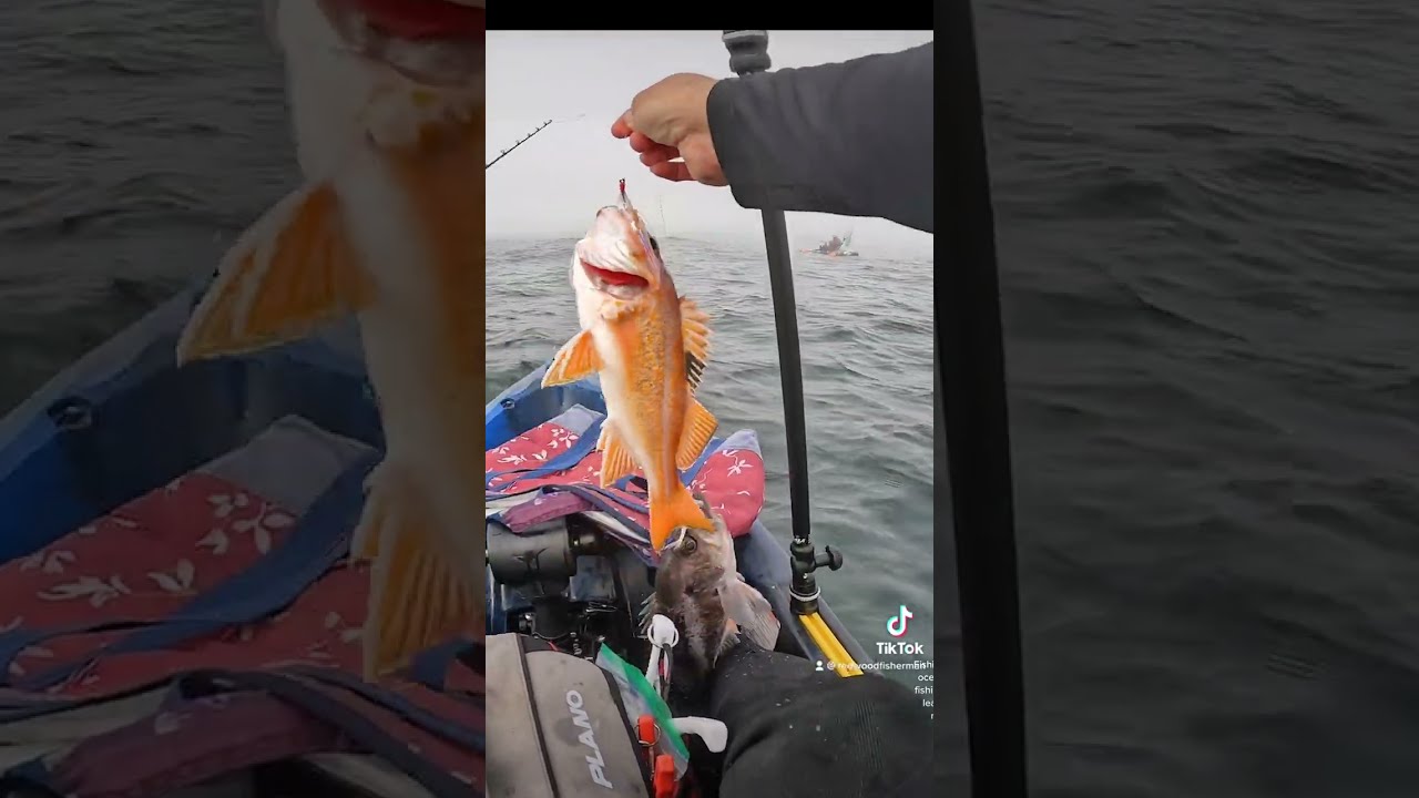 Rockfish fishing tip. Leave a double bait down for a few seconds and you might catch two fish. #fish