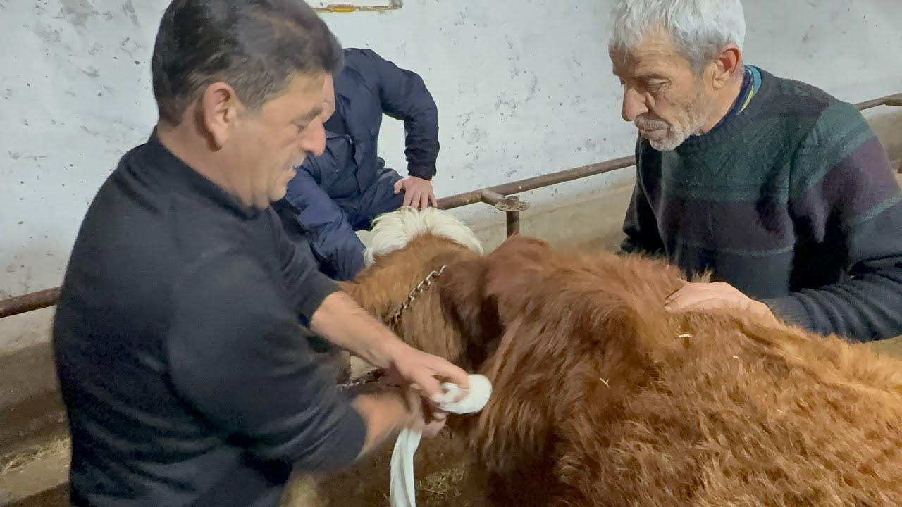 AYAĞI ÇIKAN DANANIN  TEDAVİSİ ESKİ USUL