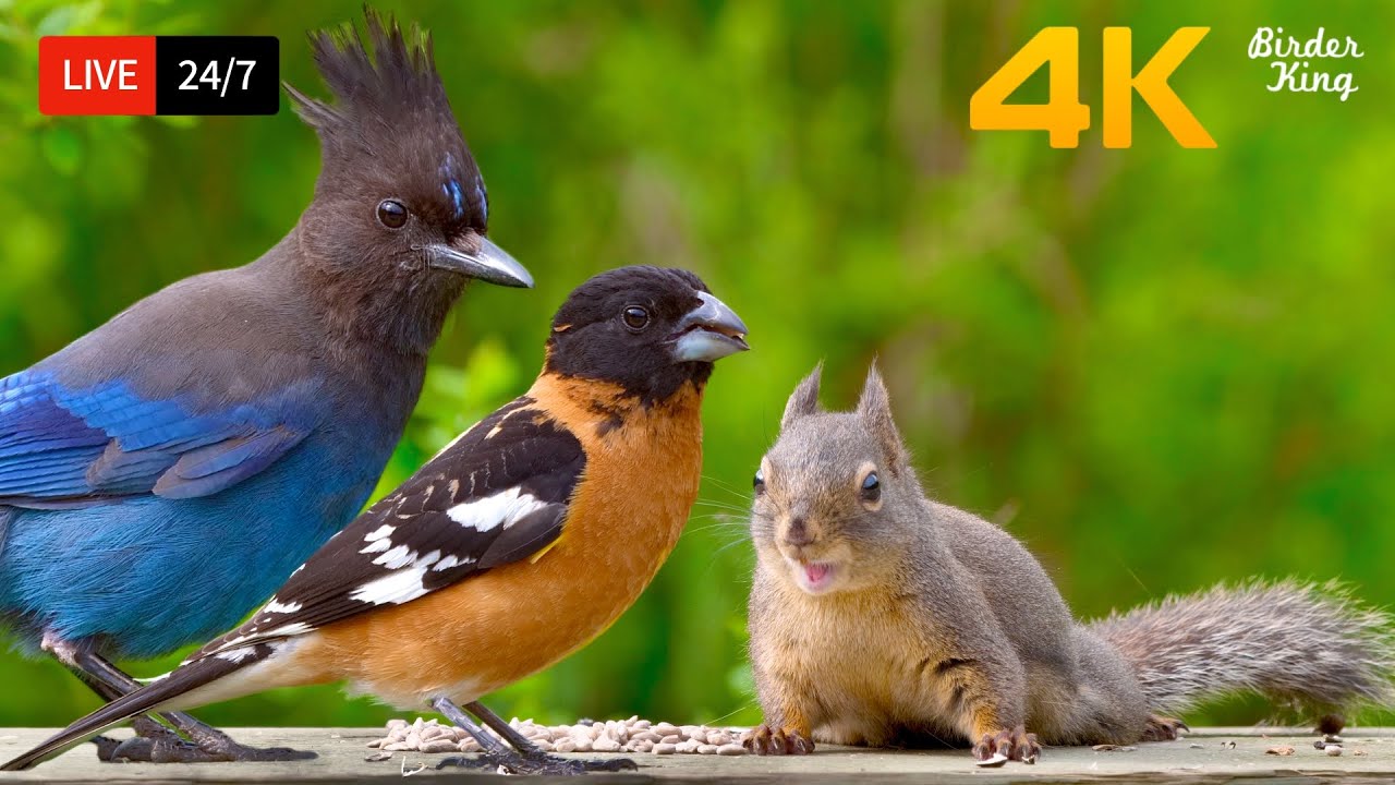 🔴 24/7 LIVE: Cat TV for Cats to Watch 😺 The Cutest Birds and Squirrels 4K HDR Cat Games