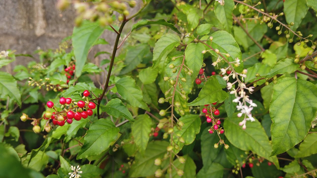 Pigeonberry ~ Blood Berry (Rivina humilis)