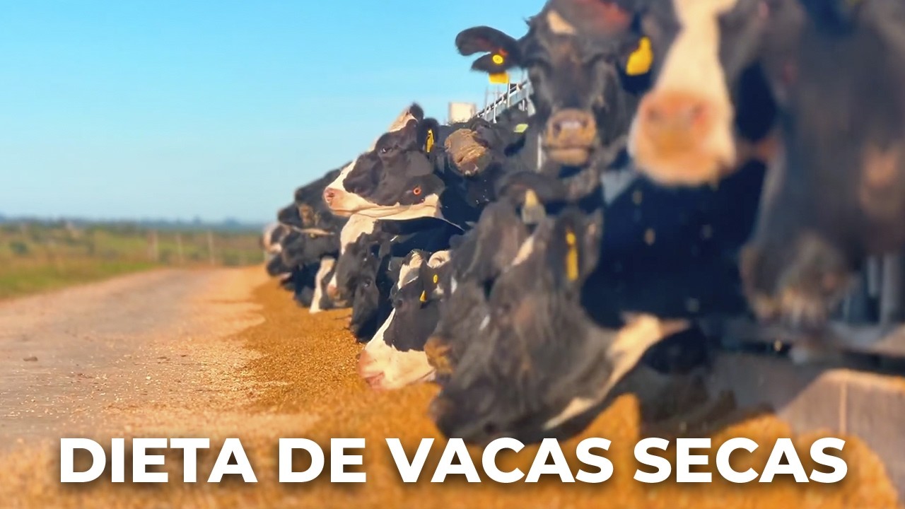 DIETA DE VACAS SECAS E GENÉTICA AVANÇADA: MANEJO DE TRANSIÇÃO E REPOSIÇÃO EFICIENTE – URUGUAI 🇺🇾