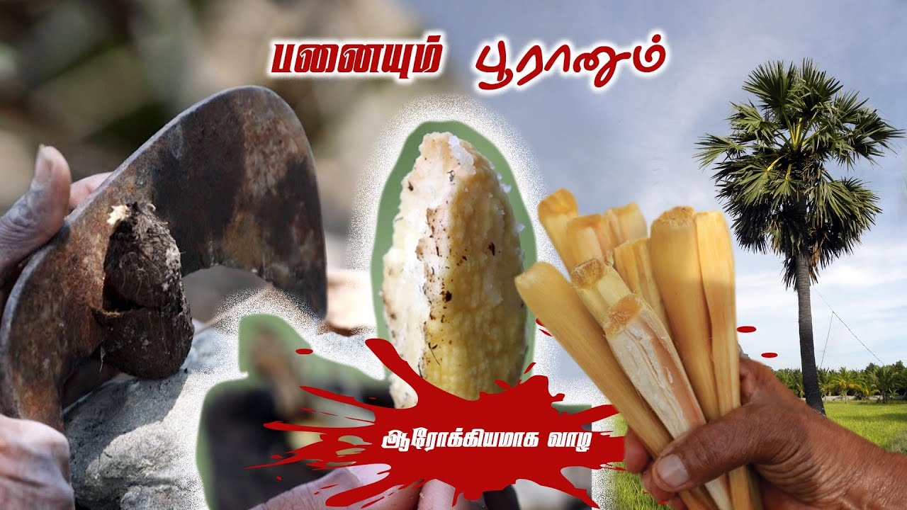 பனையும் பூரானும் | Palmyra Palm | Arokiyamaka Vala | IBC