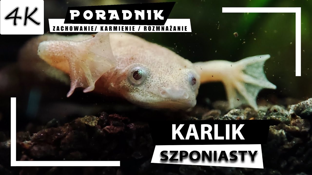 KARLIK Szponiasty - Kompletny Poradnik! [4K]