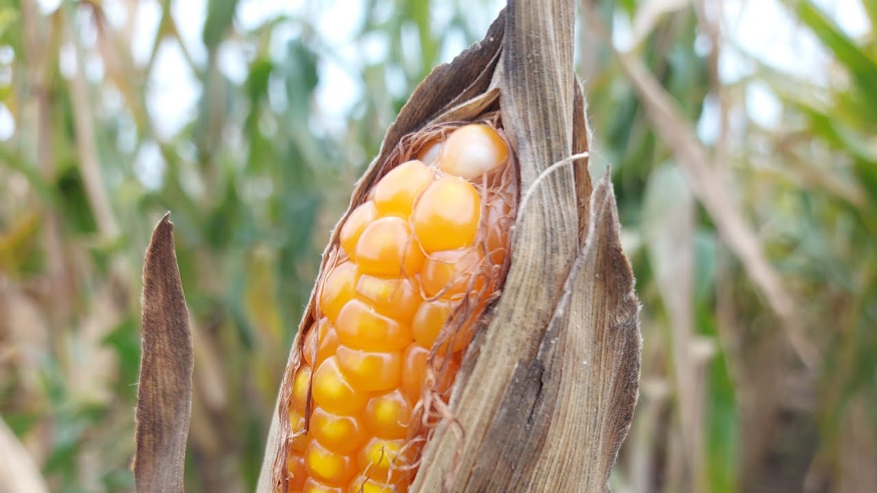 Proses tanam jagung  ke 2 apitan tanpa olah tanah(TOT)