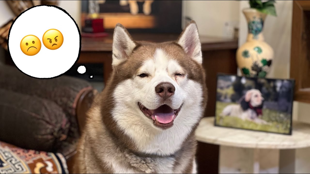 Ghost ko chor ke jana hi pada kaam ke liye ☹️🥹 @THEHIMALAYANHUSKY